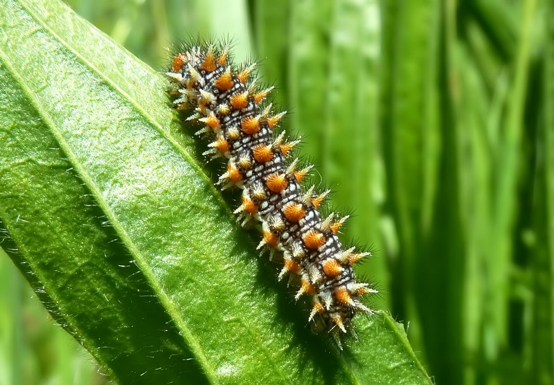 Larve di Melitaea didyma